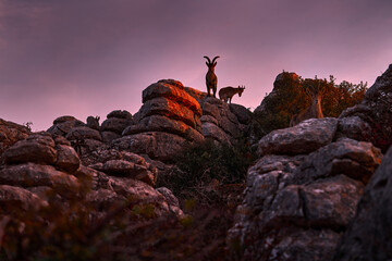 Spain wildlife, twilight sunrise. Iberian ibex, wild goat in the nature habitat, El Torcal de...