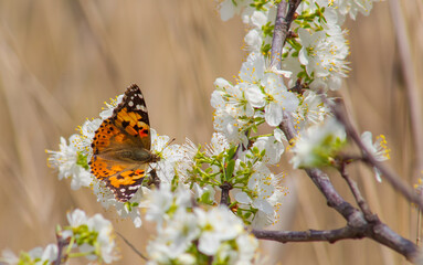Nymphalidae (Vanessa cardui) is one of the butterflies (kelebekler) coloring the gardens and countryside in spring.