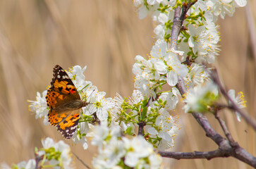 Nymphalidae (Vanessa cardui) is one of the butterflies (kelebekler) coloring the gardens and countryside in spring.