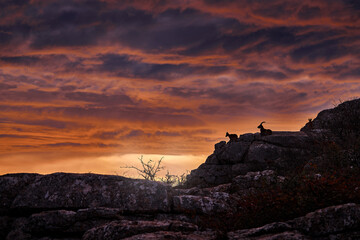 Spain wildlife. Iberian ibex, Capra pyrenaica, wild goat in the nature habitat, El Torcal de Antequera nature reserve in Andalusia, Spain. Spanish ibex portrait on rock in the mountain, Europe nature.