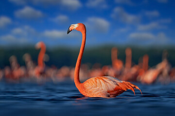 Flamingo, Mexico wildlife. Flock of bird in the river sea water, with dark blue sky with clouds....