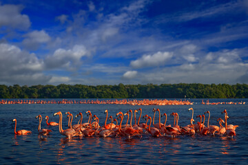 Flaminfos, Mexico wildlife. Flock of bird in river sea water, with blue sky with clouds. American flamingo, pink red birds in the nature mangrove habitat, Ría Celestún reserve in Mexico.