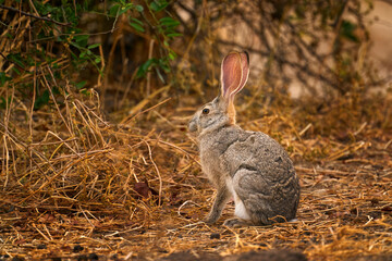 African savanna hare, Lepus victoriae, mammal species inative to Africa. Hare rabbit in the nature habitat, Savuti, Chobe NP, Africa. Wildlife in Botswana, Africa.
