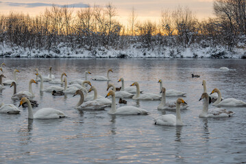 Obraz premium Whooper swans wintering on a lake in the Altai Territory