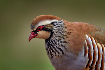 Bird of Spain, close-up portrait. Red-legged partridge, Alectoris rufa, gamebird in pheasant family Phasianidae, on the gravel road, Spain in Europe. Partridge in the nature habitat. Birdwatching.
