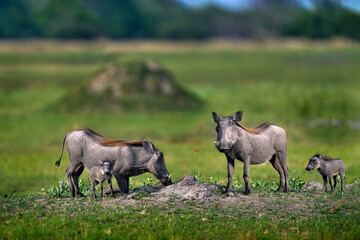 Warthog family, two young, in the green wet season African landscape. rown wild animal. Close-up...