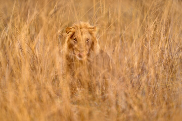 Lion hidden behind the tree branch in Okavango delta, Botswana. Safari in Africa. African lion in...