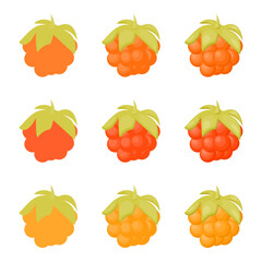 A vector drawn cloudberry illustration with various colors and amount of details	

