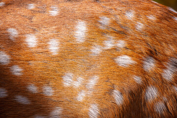Sika deer fur close up. Red animal fur background, fur texture. Dappled deer.