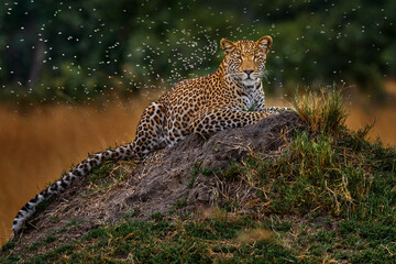 Leopard with termite fly insect attact, Panthera pardus shortidgei, nature habitat, big wild cat in nature habitat, sunny day on savannah, Okavango delta Botswana. Wildlife nature. Africa wildlife.