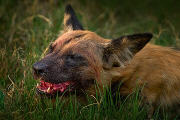 African wild dog, Lycaon pictus, detail portrait open muzzle, Mana Pools, Zimbabwe, Africa....
