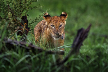 Cute lion cub with mother, African danger animal, Panthera leo, okavnago delta Botswana in Africa. Cat babe in nature habitat. Wild lion in the grass habitat, sunny evening hot day.