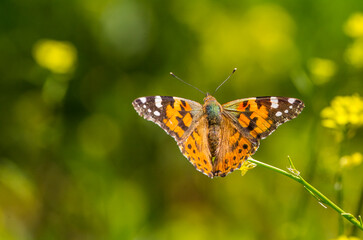 Nymphalidae (Vanessa cardui) is one of the butterflies (kelebekler) coloring the gardens and countryside in spring.