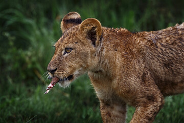 Cute lion cub close-up detail with bone, African danger animal, Panthera leo, Okavnago delta Botswana in Africa. Cat babe in nature habitat. Wild lion in the grass habitat, sunny evening hot day.