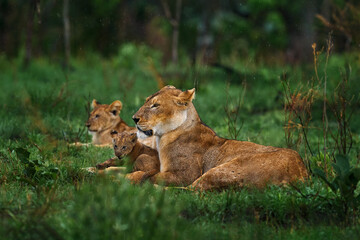 Cute lion cub with mother, African danger animal, Panthera leo, okavnago delta Botswana in Africa....