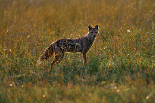 Streifenschakal Bilder Durchsuchen 132 Archivfotos,