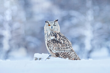 Winter scene with Big Eastern owl in the nature taiga habitat, Russia wildlife. Siberian Eagle Owl, Bubo bubo sibiricus, sitting in the birch tree with snow in the forest.