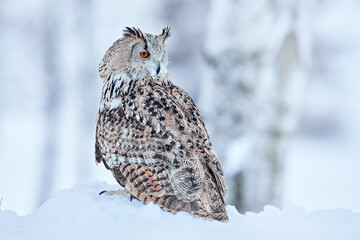 Winter scene with Big Eastern owl in the nature taiga habitat, Russia wildlife. Siberian Eagle Owl, Bubo bubo sibiricus, sitting in the birch tree with snow in the forest.