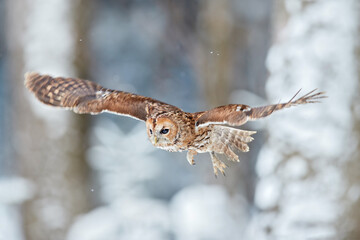 Fototapeta na wymiar Flying owl in the snowy forest. Action scene with Eurasian Tawny Owl, Strix aluco, with nice snowy blurred forest in background.