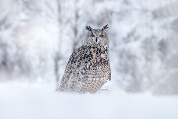 Siberian Eagle Owl, Bubo bubo sibiricus, sitting in the birch tree with snow in the forest. Winter...