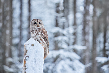 Owl in cold winter, Prague, Czech Republic Winter forest with Tawny Owl snow during winter, snowy forest in background, nature habitat. Wildlife scene from cold winter.