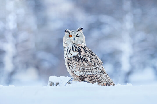 Winter scene with Big Eastern owl in the nature taiga habitat, Russia wildlife. Siberian Eagle Owl, Bubo bubo sibiricus, sitting in the birch tree with snow in the forest.