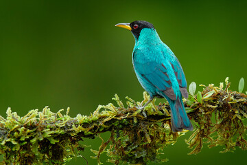 Tanager from tropical forest. Wildlife scene, bird love in habitat. Costa Rica wildlife.  Green Honeycreeper, Chlorophanes spiza, exotic tropical malachite green and blue bird from Costa Rica. 