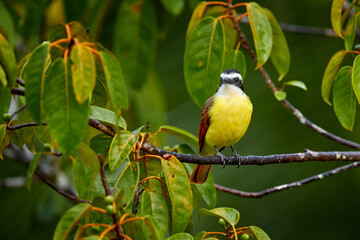 Yellow bird from Costa Rica. Great Kiskadee, Pitangus sulphuratus, brown and yellow tropical tanager with dark green forest in the background, nature habitat, Costa Rica. Wildlife scene from nature.