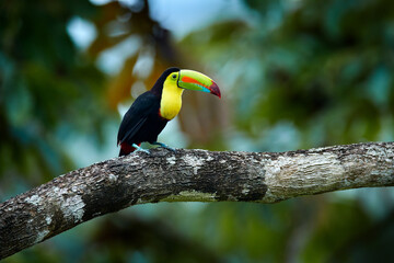 Mexico wildlife. Toucan sitting on the branch in the forest, green vegetation, Costa Rica. Nature travel in central America. Keel-billed Toucan, Ramphastos sulfuratus, bird with big bill.