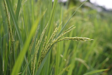 rice flower with blurry green rice background