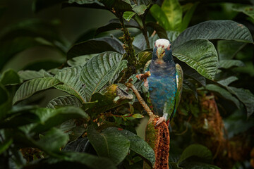 Wildlife Mexico, parrot. White-crowned Pionus, Pionus senilis, in Central America. Bird feeding in...