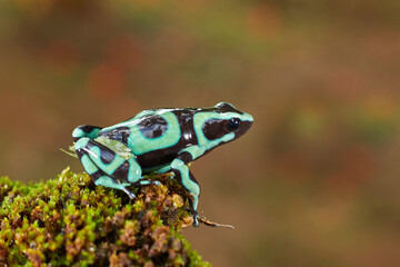 Tropic wildlife. Poison frog from jungle forest, Costa Rica . Green amphibian, Dendrobates auratus, in nature habitat. Beautiful motley animal from tropic forest in Central America.