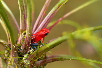 Dendrobates pumilio, Red Strawberry poison dart frog, in the nature habitat, Costa Rica. Close-up portrait of poison red frog. Rare amphibian in the tropic. Wildlife jungle. Frog in the forest.