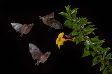 Nature in Costa Rica. Orange nectar bat, Lonchophylla robusta, flying bat in dark night. Nocturnal animal in flight with yellow feed flower. Wildlife action scene from tropic nature, Costa Rica. - obrazy, fototapety, plakaty