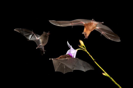 Wildlife in Costa Rica. Orange nectar bat, Lonchophylla robusta, flying bat in dark night. Nocturnal animal in flight with yellow feed flower. Nature action scene from tropic nature, Costa Rica.