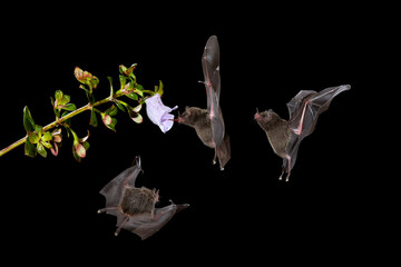 Nocturnal animal in flight with red feed flower. Wildlife action scene from tropic nature, Costa...