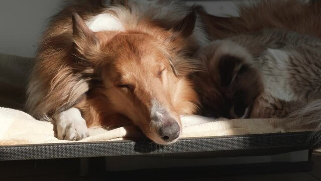 Dog and cat sleep in bed. Rough collie and ragdoll cat sleep together in sunny afternoon, harmony pets stay at home, 4k slow motion footage.