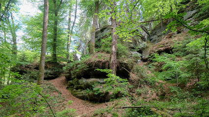 Bäume wachsen auf Stein im Müllertal