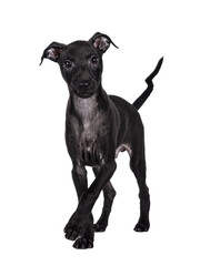 Cute Italian Greyhound aka Italian Sighthound pup, standing up facing front. Looking straight to camera with one paw playful up. Isolated cutout on a transparent background.