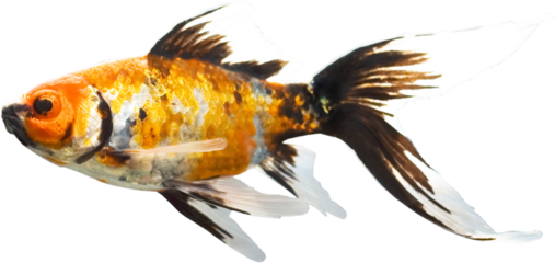 Bright pet fish swimming