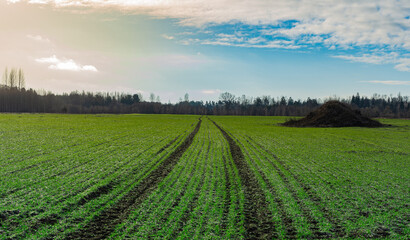 Fototapeta na wymiar Agriculture. rows of young cereals plants growing on a vast field with dark fertile. Spring time