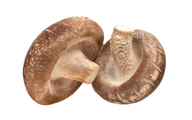 Shiitake Mushroom isolated on transparent png