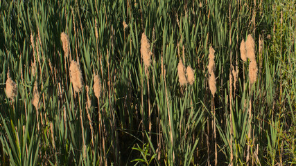 Flowering bulrush field with golden plumes and green leaves - y - Cyperaceae  © Kristof Lauwers