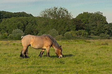 Naklejka na ściany i meble Brown Belgian draft horse grazing in a meadow in Bourgoyen nature reserve, Ghent, Belgium,