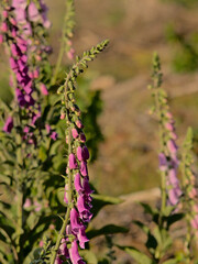 Flowering common foxglove plants, selective focus with bokeh background - Digitalis purpurea