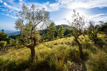 Chemin du Castell d'Alaró