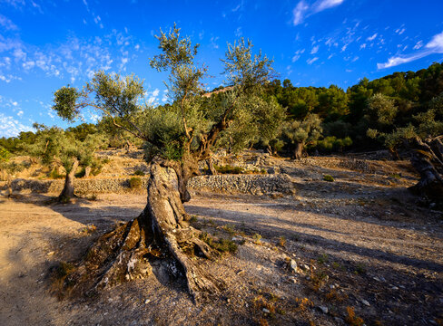 Chemin des oliviers &agrave; Orient