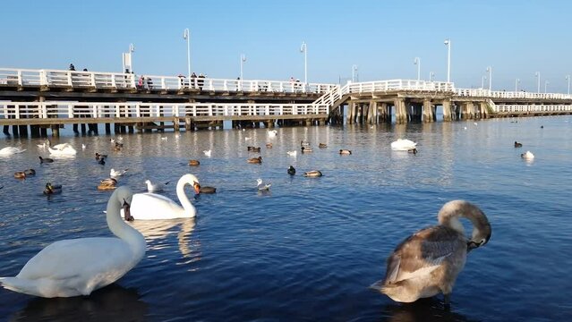 white swans, wild ducks and seagulls near Molo pier. Sopot, Poland. natural sound