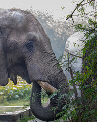 An Elephant and its trunk