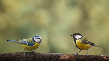 a bird on a branch